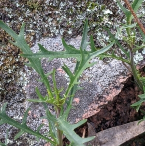 Isotoma axillaris at Talmalmo, NSW - 2 Oct 2021