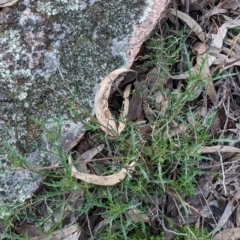 Isotoma axillaris at Talmalmo, NSW - 2 Oct 2021