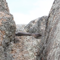 Egernia cunninghami (Cunningham's Skink) at Namadgi National Park - 3 Oct 2021 by RAllen