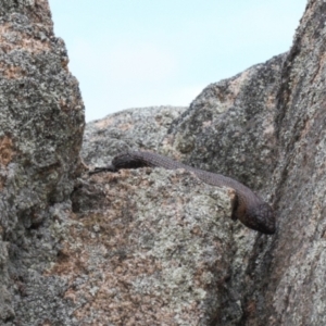 Egernia cunninghami at Rendezvous Creek, ACT - 3 Oct 2021 02:50 PM