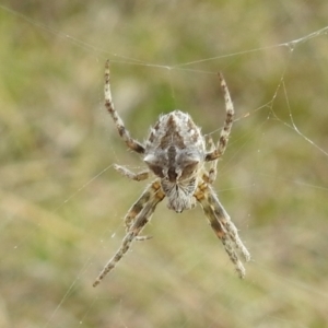 Backobourkia sp. (genus) at Stromlo, ACT - suppressed