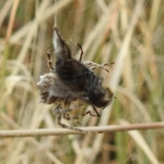 Backobourkia sp. (genus) at Stromlo, ACT - suppressed