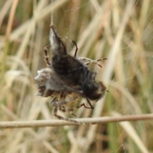 Backobourkia sp. (genus) at Stromlo, ACT - suppressed