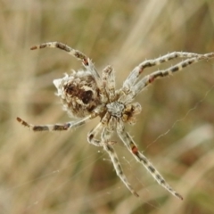 Backobourkia sp. (genus) at Stromlo, ACT - 3 Oct 2021