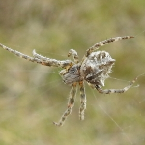 Backobourkia sp. (genus) at Stromlo, ACT - suppressed