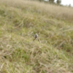 Backobourkia sp. (genus) at Stromlo, ACT - suppressed