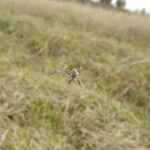 Backobourkia sp. (genus) at Stromlo, ACT - suppressed