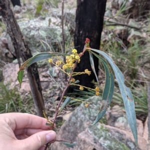 Acacia rubida at Woomargama, NSW - 2 Oct 2021 12:25 PM