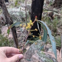 Acacia rubida (Red-stemmed Wattle, Red-leaved Wattle) at Woomargama, NSW - 2 Oct 2021 by Darcy
