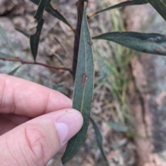 Acacia rubida at Woomargama, NSW - 2 Oct 2021