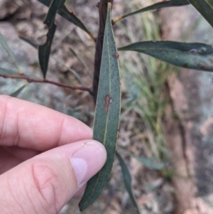 Acacia rubida at Woomargama, NSW - 2 Oct 2021