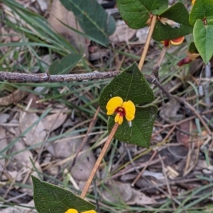 Platylobium formosum at Talmalmo, NSW - 2 Oct 2021