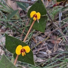 Platylobium formosum at Talmalmo, NSW - 2 Oct 2021