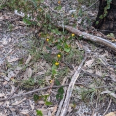 Platylobium formosum at Talmalmo, NSW - 2 Oct 2021 12:29 PM