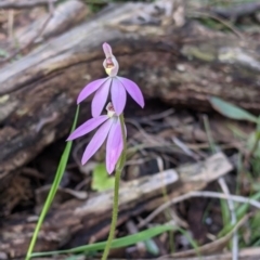 Caladenia carnea (Pink Fingers) at Woomargama National Park - 2 Oct 2021 by Darcy