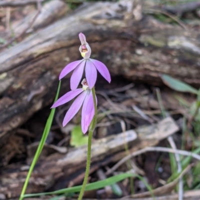 Caladenia carnea (Pink Fingers) at Woomargama National Park - 2 Oct 2021 by Darcy