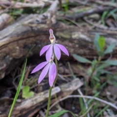 Caladenia carnea at Talmalmo, NSW - 2 Oct 2021