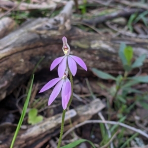 Caladenia carnea at Talmalmo, NSW - 2 Oct 2021