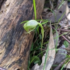 Pterostylis nutans (Nodding Greenhood) at Woomargama National Park - 2 Oct 2021 by Darcy