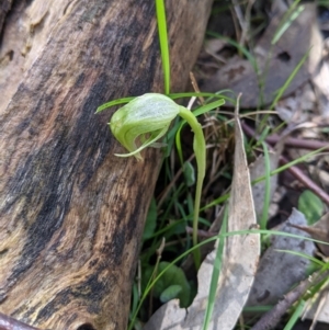 Pterostylis nutans at Talmalmo, NSW - suppressed