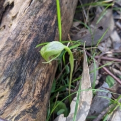 Pterostylis nutans at Talmalmo, NSW - 2 Oct 2021