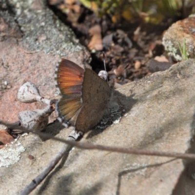 Paralucia spinifera (Bathurst or Purple Copper Butterfly) at Namadgi National Park - 3 Oct 2021 by RAllen