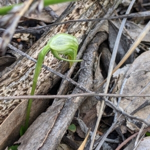 Pterostylis nutans at Talmalmo, NSW - suppressed