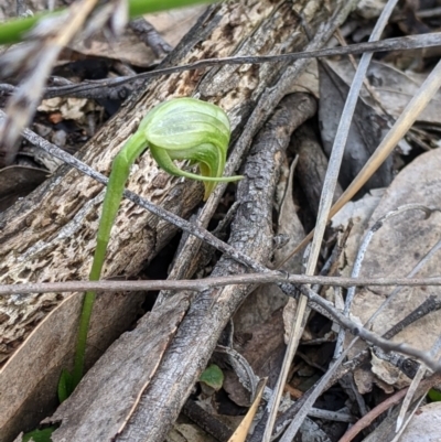 Pterostylis nutans (Nodding Greenhood) at Talmalmo, NSW - 2 Oct 2021 by Darcy