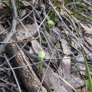 Pterostylis nutans at Talmalmo, NSW - suppressed