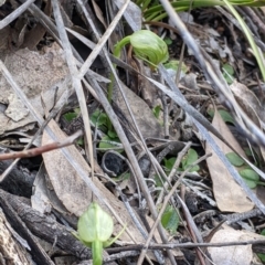 Pterostylis nutans at Talmalmo, NSW - suppressed