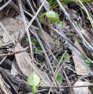 Pterostylis nutans at Talmalmo, NSW - 2 Oct 2021