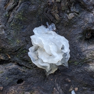 Tremella fuciformis at Talmalmo, NSW - 2 Oct 2021 12:50 PM