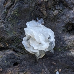 Tremella fuciformis (Snow Fungus) at Talmalmo, NSW - 2 Oct 2021 by Darcy