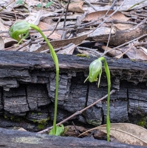 Pterostylis nutans at Talmalmo, NSW - 2 Oct 2021