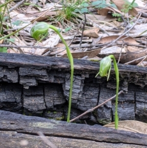 Pterostylis nutans at Talmalmo, NSW - suppressed