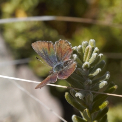 Paralucia spinifera (Bathurst or Purple Copper Butterfly) at Booth, ACT - 3 Oct 2021 by RAllen