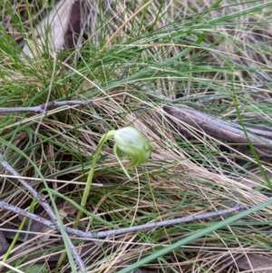 Pterostylis nutans at Woomargama, NSW - suppressed