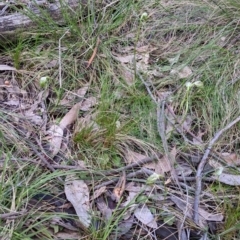 Pterostylis nutans at Woomargama, NSW - suppressed