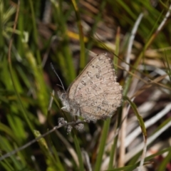 Paralucia spinifera (Bathurst or Purple Copper Butterfly) at Booth, ACT - 3 Oct 2021 by RAllen