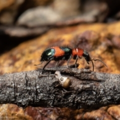 Dicranolaius cinctus (Notched-leg Red & Blue Flower Beetle) at Bruce, ACT - 4 Oct 2021 by Roger