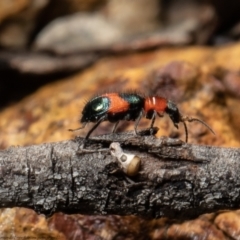 Dicranolaius bellulus (Red and Blue Pollen Beetle) at Bruce, ACT - 4 Oct 2021 by Roger