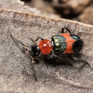 Dicranolaius bellulus at Bruce, ACT - 4 Oct 2021 08:53 AM