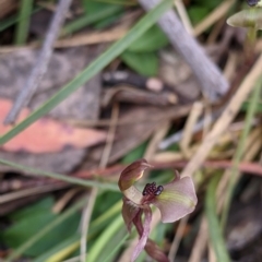 Chiloglottis trapeziformis (Diamond Ant Orchid) at Woomargama, NSW - 2 Oct 2021 by Darcy