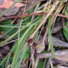 Chiloglottis trapeziformis at Woomargama, NSW - suppressed