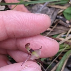 Chiloglottis trapeziformis at Woomargama, NSW - 2 Oct 2021