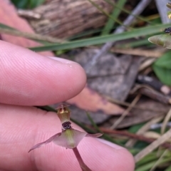 Chiloglottis trapeziformis at Woomargama, NSW - suppressed