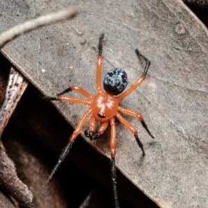 Nicodamus peregrinus at Bruce, ACT - 4 Oct 2021 08:56 AM