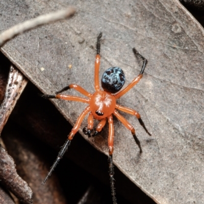 Nicodamus peregrinus (Common Red and black spider) at Black Mountain - 3 Oct 2021 by Roger