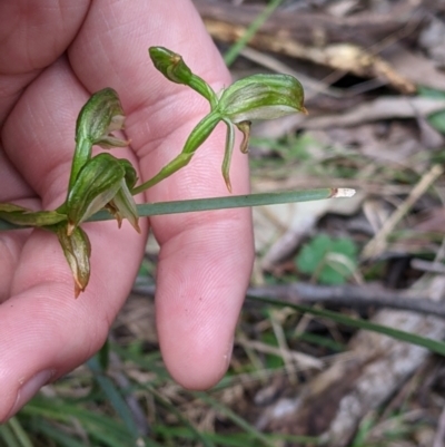 Bunochilus montanus at Talmalmo, NSW - 2 Oct 2021 by Darcy