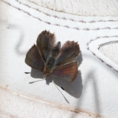 Paralucia spinifera (Bathurst or Purple Copper Butterfly) at Booth, ACT - 3 Oct 2021 by RAllen